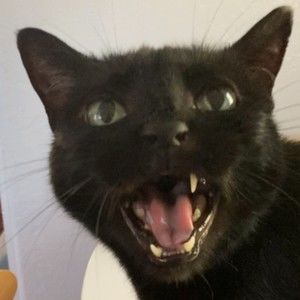 Meet your Posher, Brawler